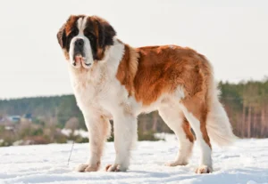 Saint-Bernard