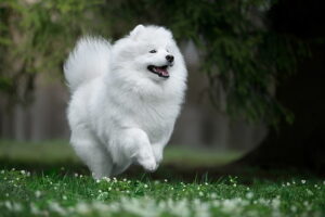 Samoyed