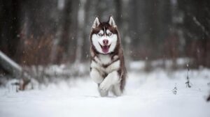Siberian-Husky
