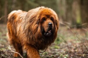 Tibetan-Mastiff