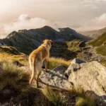 Train Your Mountain Dog