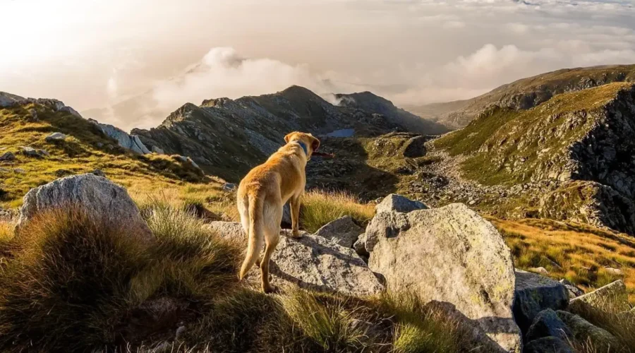 Train Your Mountain Dog