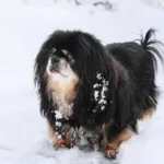 Dog Active Indoors During Heavy Snowfall