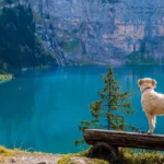 Mountain Dogs & How to Prevent