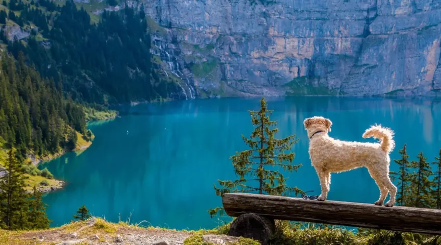 Mountain Dogs & How to Prevent