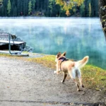 Winter Grooming Guide for Dogs