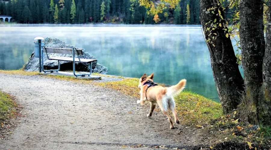 Winter Grooming Guide for Dogs